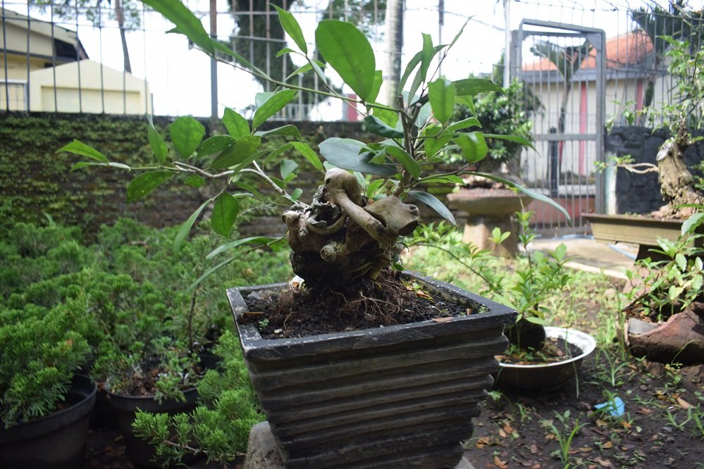 Ada Budidaya Bonsai di Lapas Kelas I Malang