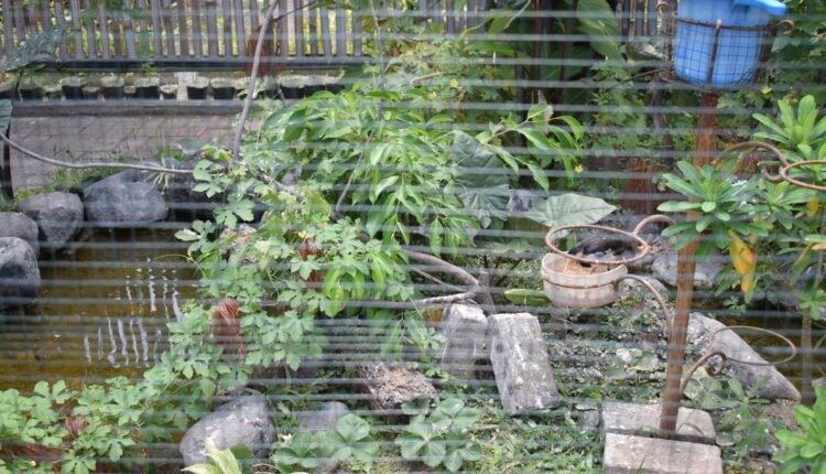 Aviary Mini Sederhana di Lapas Kelas I Malang Seperti Punya Irfan Hakim